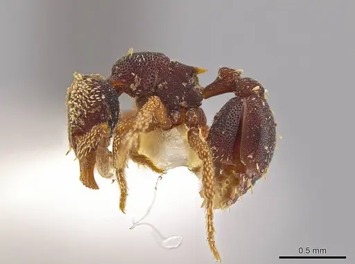 Eurhopalothrix semicapillum specimen CASENT0639366 image casent0639366_3
