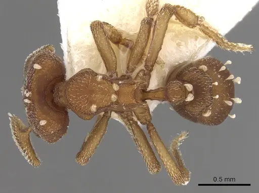Eurhopalothrix speciosa specimen CASENT0280767 image casent0280767_1