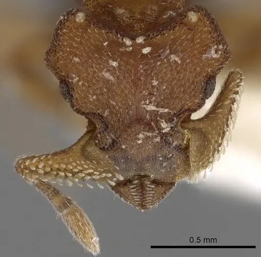 Eurhopalothrix speciosa specimen CASENT0280767 image casent0280767_2