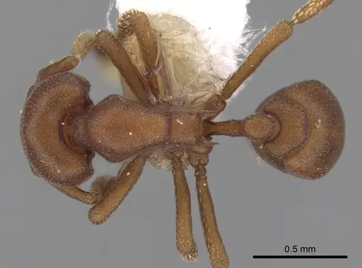 Eurhopalothrix spectabilis specimen CASENT0280766 image casent0280766_1