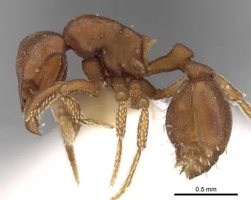 Eurhopalothrix spectabilis specimen CASENT0280766 image casent0280766_3