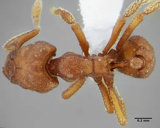 Eurhopalothrix spectabilis specimen UFV-LABECOL-008985 image ufv-labecol-008985_1