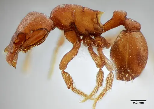 Eurhopalothrix spectabilis specimen UFV-LABECOL-008985 image ufv-labecol-008985_4