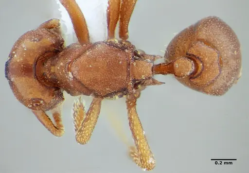 Eurhopalothrix spectabilis specimen UFV-LABECOL-008989 image ufv-labecol-008989_1