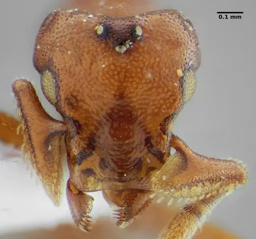 Eurhopalothrix spectabilis specimen UFV-LABECOL-008989 image ufv-labecol-008989_2