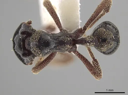 Eurhopalothrix szentivanyi specimen CASENT0187835 image casent0187835_1