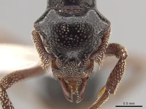 Eurhopalothrix szentivanyi specimen CASENT0187835 image casent0187835_2