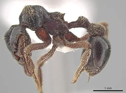 Eurhopalothrix szentivanyi specimen CASENT0187835 image casent0187835_3