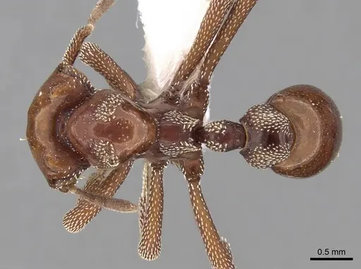 Eurhopalothrix szentivanyi specimen CASENT0280768 image casent0280768_1