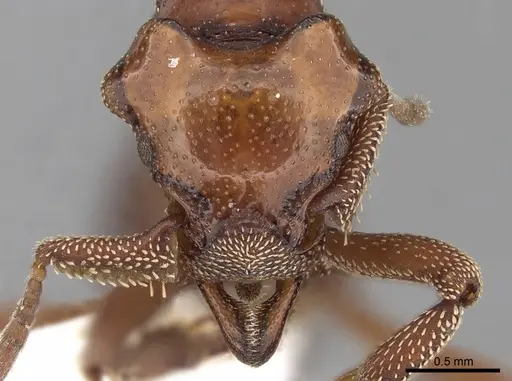 Eurhopalothrix szentivanyi specimen CASENT0280768 image casent0280768_2