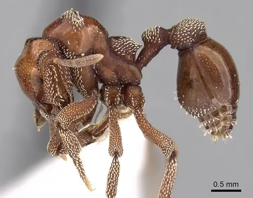 Eurhopalothrix szentivanyi specimen CASENT0280768 image casent0280768_3