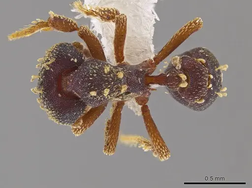 Eurhopalothrix vulcan specimen CASENT0612902 image casent0612902_1