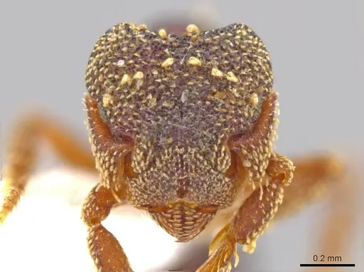 Eurhopalothrix vulcan specimen CASENT0612902 image casent0612902_2