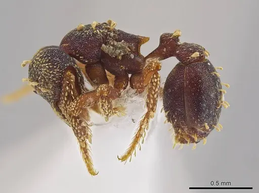 Eurhopalothrix vulcan specimen CASENT0612902 image casent0612902_3