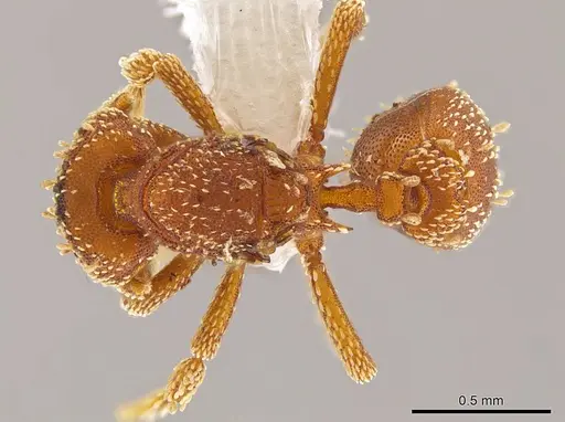 Eurhopalothrix xibalba specimen CASENT0629216 image casent0629216_1