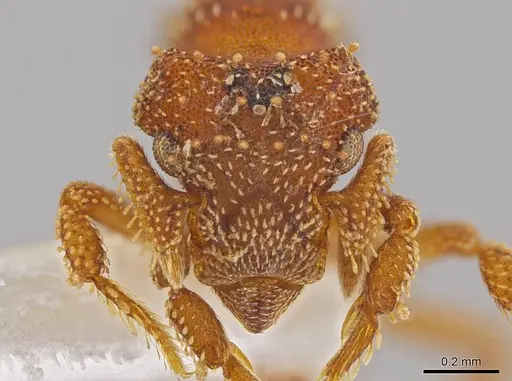 Eurhopalothrix xibalba specimen CASENT0629216 image casent0629216_2