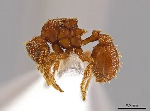 Eurhopalothrix xibalba specimen CASENT0629216 image casent0629216_3
