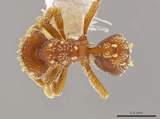 Eurhopalothrix xibalba specimen INB0003665110 image inb0003665110_1