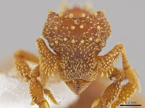 Eurhopalothrix xibalba specimen INB0003665110 image inb0003665110_2