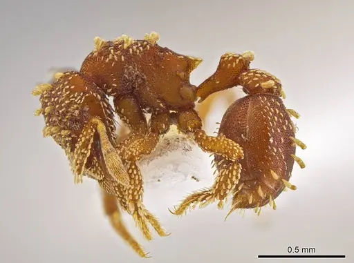 Eurhopalothrix xibalba specimen INB0003665110 image inb0003665110_3