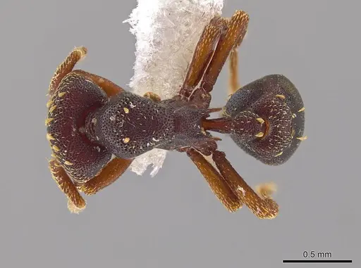 Eurhopalothrix zipacna specimen CASENT0612513 image casent0612513_1