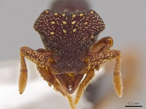 Eurhopalothrix zipacna specimen CASENT0612513 image casent0612513_2
