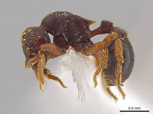 Eurhopalothrix zipacna specimen CASENT0612513 image casent0612513_3