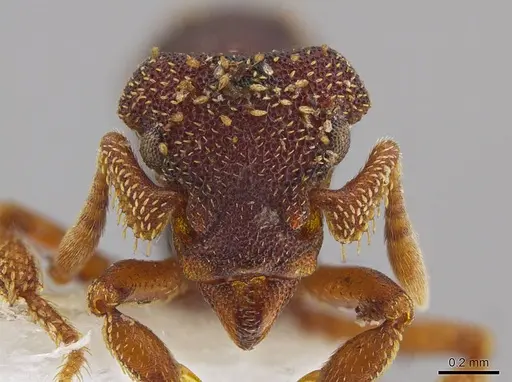 Eurhopalothrix zipacna specimen CASENT0612531 image casent0612531_1