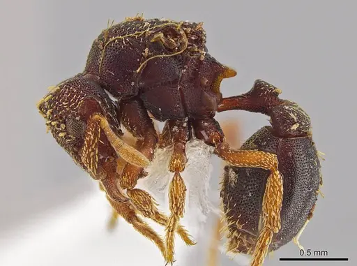 Eurhopalothrix zipacna specimen CASENT0612531 image casent0612531_2