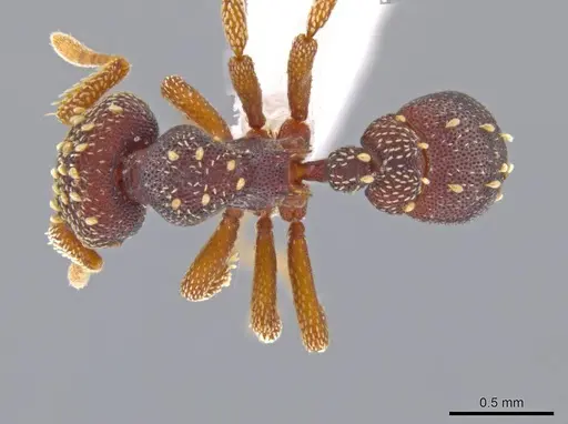 Eurhopalothrix zipacna specimen CASENT0617561 image casent0617561_1