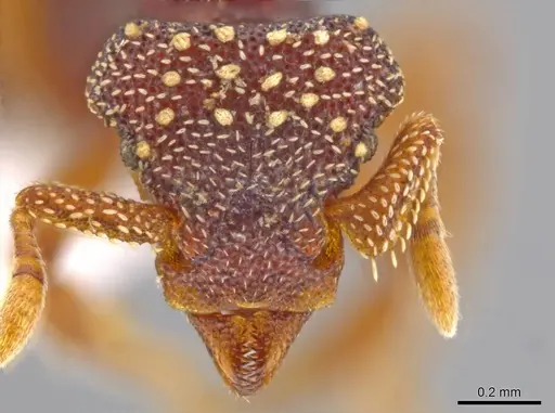 Eurhopalothrix zipacna specimen CASENT0617561 image casent0617561_2