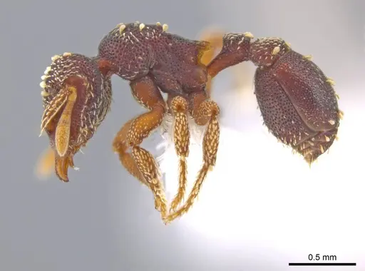 Eurhopalothrix zipacna specimen CASENT0617561 image casent0617561_3
