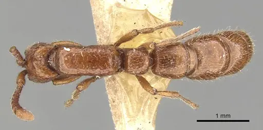 Eusphinctus taylori specimen CASENT0281981 image casent0281981_1