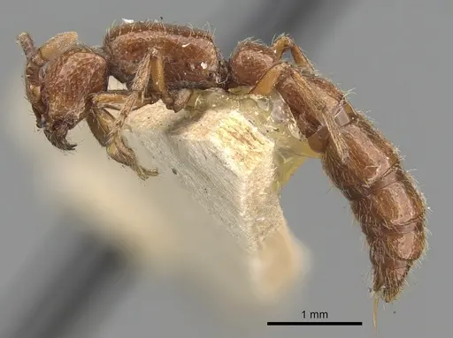 Eusphinctus taylori specimen CASENT0281981 image casent0281981_3
