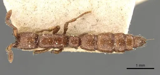Eusphinctus taylori specimen CASENT0907046 image casent0907046_1