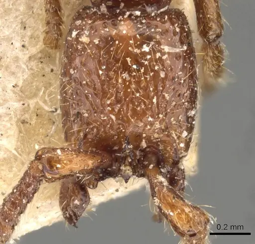 Eusphinctus taylori specimen CASENT0907046 image casent0907046_2