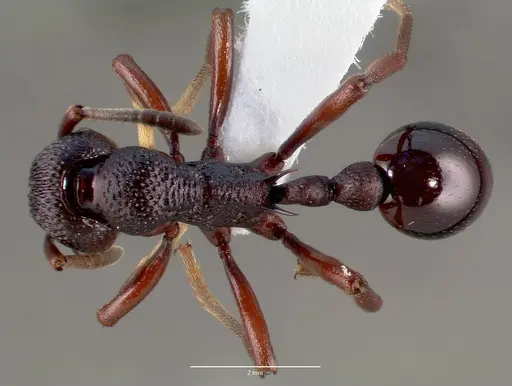 Eutetramorium mocquerysi specimen CASENT0005927 image casent0005927_1