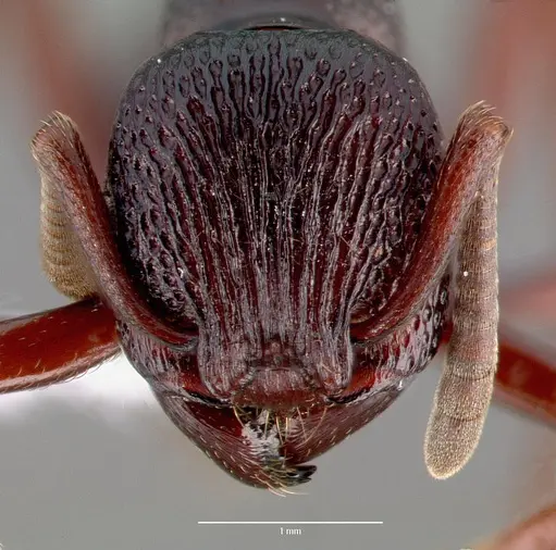 Eutetramorium mocquerysi specimen CASENT0005927 image casent0005927_2