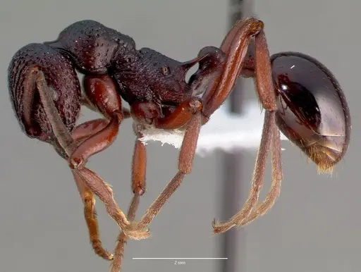 Eutetramorium mocquerysi specimen CASENT0005927 image casent0005927_3