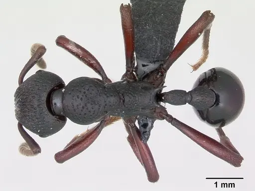 Eutetramorium mocquerysi specimen CASENT0077435 image casent0077435_1