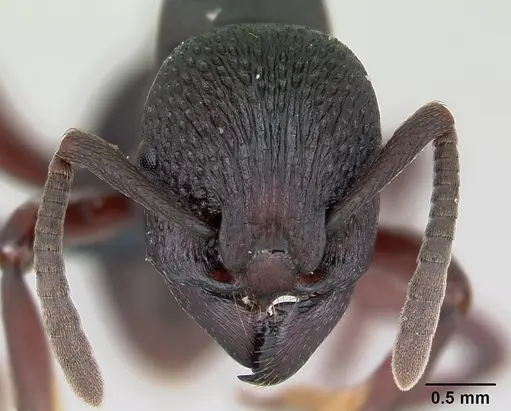 Eutetramorium mocquerysi specimen CASENT0077435 image casent0077435_2
