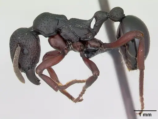 Eutetramorium mocquerysi specimen CASENT0077435 image casent0077435_3