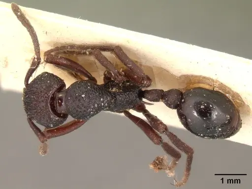 Eutetramorium mocquerysi specimen CASENT0101486 image casent0101486_1