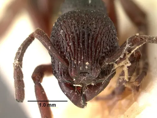 Eutetramorium mocquerysi specimen CASENT0101486 image casent0101486_2