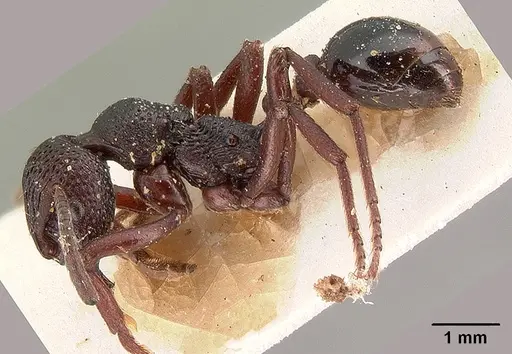 Eutetramorium mocquerysi specimen CASENT0101486 image casent0101486_3