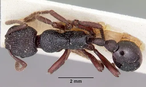 Eutetramorium mocquerysi specimen CASENT0101660 image casent0101660_1