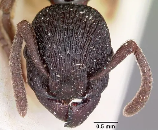 Eutetramorium mocquerysi specimen CASENT0101660 image casent0101660_2