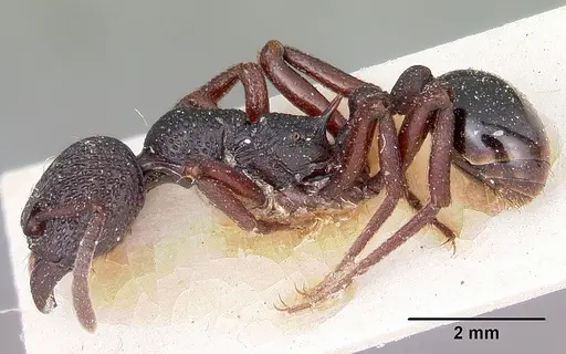 Eutetramorium mocquerysi specimen CASENT0101660 image casent0101660_3