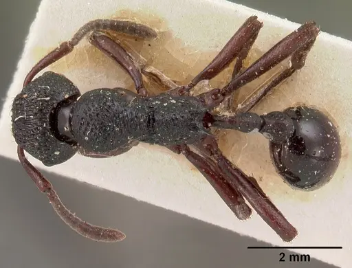 Eutetramorium mocquerysi specimen CASENT0102074 image casent0102074_1