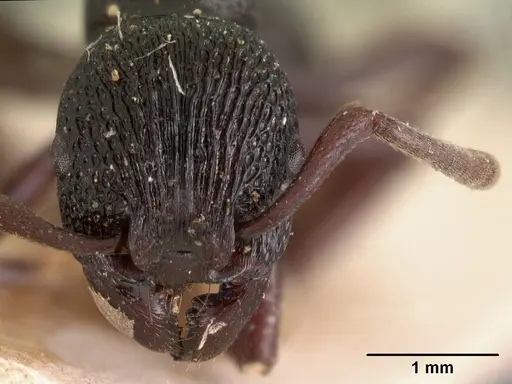 Eutetramorium mocquerysi specimen CASENT0102074 image casent0102074_2